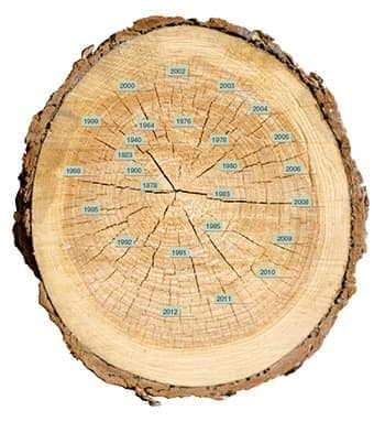 OsmoTree.jpg